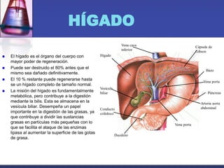 HÍGADO
 El hígado es el órgano del cuerpo con
mayor poder de regeneración.
 Puede ser destruido el 80% antes que el
mismo sea dañado definitivamente.
 El 10 % restante puede regenerarse hasta
se un hígado completo de tamaño normal.
 La misión del hígado es fundamentalmente
metabólica, pero contribuye a la digestión
mediante la bilis. Esta se almacena en la
vesícula biliar. Desempeña un papel
importante en la digestión de las grasas, ya
que contribuye a dividir las sustancias
grasas en partículas más pequeñas con lo
que se facilita el ataque de las enzimas
lipasa al aumentar la superficie de las gotas
de grasa.
Hígado
Vena cava
inferior
Cápsula de
Gibson
Bazo
Vena porta
Arteria aorta
abdominal
Páncreas
Vena portaVena porta
Duodeno
Conducto
colédoco
Vesícula
biliar
 