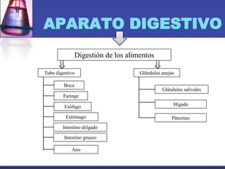 APARATO DIGESTIVO
Digestión de los alimentos
Glándulas anejasTubo digestivo
Boca
Faringe
Esófago
Estómago
Intestino delgado
Intestino grueso
Ano
Glándulas salivales
Hígado
Páncreas
 