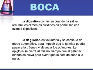 BOCA
La digestión comienza cuando la saliva
recubre los alimentos divididos en partículas con
ezimas digestivas.
La deglución es voluntaria y se continua de
modo automático, para impedir que la comida pueda
pasar a la tráquea y alcanzar los pulmones. La
epiglotis se cierra al mismo tiempo que el paladar
blando se eleva para evitar que la comida suba a la
nariz.
 