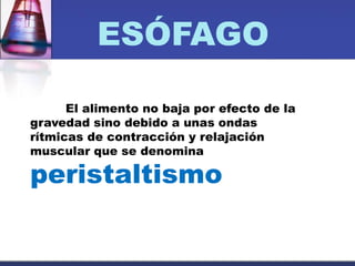 ESÓFAGO
El alimento no baja por efecto de la
gravedad sino debido a unas ondas
rítmicas de contracción y relajación
muscular que se denomina
peristaltismo
 
