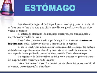 ESTÓMAGO
Los alimentos llegan al estómago desde el esófago y pasan a través del
esfínter que se abre y se abre y se cierra impidiendo que el contenido gástrico
vuelva al esófago .
El estómago almacena los alimentos contrayéndose rítmicamente y
mezclándolos con las enzimas.
Las células que recubren la superficie gástrica, secretan 3 sustancias
importantes: moco, ácido clorhídrico y precursor de la pepsina.
El moco recubre las células del revestimiento del estómago, las protege
del daño que le podían causar el ácido y las enzimas evitando la alteración del
esta capa de moco, pudiendo causar lesiones como la úlcera de estómago.
La pepsina es la única encima que digiere el colágeno ( proteína y uno
de los principales componentes de la carne)
Sustancias como el alcohol y la aspirina son absorbidas directamente al
estómago, pero en pequeñas cantidades.
 