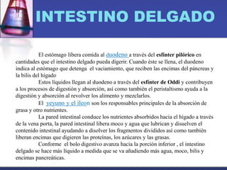 INTESTINO DELGADO
El estómago libera comida al duodeno a través del esfínter pilórico en
cantidades que el intestino delgado pueda digerir. Cuando éste se llena, el duodeno
indica al estómago que detenga el vaciamiento, que reciben las encimas del páncreas y
la bilis del hígado
Estos líquidos llegan al duodeno a través del esfínter de Oddi y contribuyen
a los procesos de digestión y absorción, así como también el peristaltismo ayuda a la
digestión y absorción al revolver los alimento y mezclarlos.
El yeyuno y el íleon son los responsables principales de la absorción de
grasa y otro nutrientes.
La pared intestinal conduce los nutrientes absorbidos hacia el hígado a través
de la vena porta, la pared intestinal libera moco y agua que lubrican y disuelven el
contenido intestinal ayudando a disolver los fragmentos divididos así como también
liberan encimas que digieren las proteínas, los azúcares y las grasas.
Conforme el bolo digestivo avanza hacia la porción inferior , el intestino
delgado se hace más líquido a medida que se va añadiendo más agua, moco, bilis y
encimas pancreáticas.
 