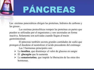 PÁNCREAS
Las enzimas pancreáticas dirigen las proteínas, hidratos de carbono y
las grasas .
Las enzimas proteolíticas rompen las proteínas en partes que
pueden se utilizadas por el organismos y son secretadas en forma
inactiva. Solamente son activadas cuando llegan al tracto
gastrointestinal.
El páncreas también secreta grandes cantidades de sodio que
protegen el duodeno al neutralizar el ácido procedente del estómago
Las 3 hormonas principales son:
 La insulina, que disminuye el valor de glucosa en sangre
 El glucagón que lo aumenta
 La somatostatina, que impide la liberación de las otras dos
hormonas.
 