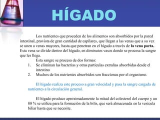 HÍGADO
Los nutrientes que proceden de los alimentos son absorbidos por la pared
intestinal, provista de gran cantidad de capilares, que llegan a las venas que a su vez
se unen a venas mayores, hasta que penetran en el hígado a través de la vena porta.
Esta vena se divide dentro del hígado, en diminutos vasos donde se procesa la sangre
que les llega.
Esta sangre se procesa de dos formas:
1. Se eliminan las bacterias y otras partículas extrañas absorbidas desde el
intestino
2. Muchos de los nutrientes absorbidos son fraccionas por el organismo.
El hígado realiza este proceso a gran velocidad y pasa la sangre cargada de
nutrientes a la circulación general.
El hígado produce aproximadamente la mitad del colesterol del cuerpo y un
80 % se utiliza para la formación de la bilis, que será almacenada en la vesícula
biliar hasta que se necesite.
 