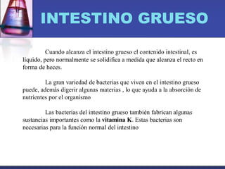 INTESTINO GRUESO
Cuando alcanza el intestino grueso el contenido intestinal, es
líquido, pero normalmente se solidifica a medida que alcanza el recto en
forma de heces.
La gran variedad de bacterias que viven en el intestino grueso
puede, además digerir algunas materias , lo que ayuda a la absorción de
nutrientes por el organismo
Las bacterias del intestino grueso también fabrican algunas
sustancias importantes como la vitamina K. Estas bacterias son
necesarias para la función normal del intestino
 