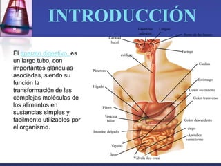 º
El aparato digestivo, es
un largo tubo, con
importantes glándulas
asociadas, siendo su
función la
transformación de las
complejas moléculas de
los alimentos en
sustancias simples y
fácilmente utilizables por
el organismo.
Cavidad
bucal
Glándulas
salivales
Lengua
Itsmo de las fauces
Faringe
Cardias
Estómago
Colon ascendente
Colon transverso
Colon descendente
ciego
Apéndice
vermiforme
esófago
Páncreas
Hígado
Píloro
Vesícula
biliar
Intestino delgado
Yeyuno
Íleon
Válvula ileo cecal
INTRODUCCIÓN
 