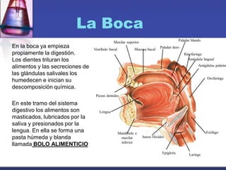 La Boca
En la boca ya empieza
propiamente la digestión.
Los dientes trituran los
alimentos y las secreciones de
las glándulas salivales los
humedecen e inician su
descomposición química.
En este tramo del sistema
digestivo los alimentos son
masticados, lubricados por la
saliva y presionados por la
lengua. En ella se forma una
pasta húmeda y blanda
llamada BOLO ALIMENTICIO
Piezas dentales
Vestíbulo bucal
Maxilar superior
Mucosa bucal
Paladar duro
Paladar blando
Rinofaringe
Amígdala lingual
Amígdalas palatina
Orofaringe
Esófago
LaringeEpiglotis
hueso Hioides
Mandíbula o
maxilar
inferior
Lengua
 