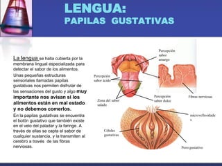 LENGUA:
PAPILAS GUSTATIVAS
La lengua se halla cubierta por la
membrana lingual especializada para
detectar el sabor de los alimentos.
Unas pequeñas estructuras
sensoriales llamadas papilas
gustativas nos permiten disfrutar de
las sensaciones del gusto y algo muy
importante nos avisan si los
alimentos están en mal estado
y no debemos comerlos.
En la papilas gustativas se encuentra
el botón gustativo que también existe
en el velo del paladar y la faringe. A
través de ellas se capta el sabor de
cualquier sustancia, y la transmiten al
cerebro a través de las fibras
nerviosas.
Percepción
sabor
amargo
Percepción
sabor ácido
Zona del sabor
salado
Percepción
sabor dulce
Fibras nerviosas
microvellosidade
s
Poro gustativo
Células
gustativas
 