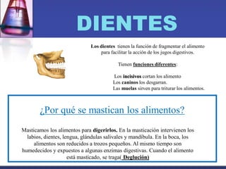 DIENTES
Los dientes tienen la función de fragmentar el alimento
para facilitar la acción de los jugos digestivos.
Tienen funciones diferentes:
Los incisivos cortan los alimento
Los caninos los desgarran.
Las muelas sirven para triturar los alimentos.
¿Por qué se mastican los alimentos?
Masticamos los alimentos para digerirlos. En la masticación intervienen los
labios, dientes, lengua, glándulas salivales y mandíbula. En la boca, los
alimentos son reducidos a trozos pequeños. Al mismo tiempo son
humedecidos y expuestos a algunas enzimas digestivas. Cuando el alimento
está masticado, se traga( Deglución)
 
