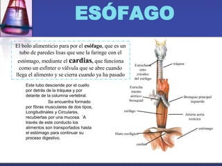 ESÓFAGO
Este tubo desciende por el cuello
por detrás de la tráquea y por
delante de la columna vertebral.
Se encuentra formado
por fibras musculares de dos tipos,
Longitudinales y Circulares,
recubiertas por una mucosa. ´A
través de este conducto los
alimentos son transportados hasta
el estómago para continuar su
proceso digestivo.
El bolo alimenticio para por el esófago, que es un
tubo de paredes lisas que une la faringe con el
estómago, mediante el cardias, que funciona
como un esfínter o válvula que se abre cuando
llega el alimento y se cierra cuando ya ha pasado
Estrechami
ento
crioideo
del esófago
tráquea
Bronquio principal
izquierdo
Arteria aorta
torácica
estómago
cardias
Hiato esofágico
esófago
Estrecha
miento
aórtico-
bronquial
 