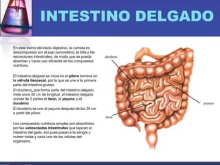 INTESTINO DELGADO
En este tramo del tracto digestivo, la comida es
descompuesta por el jugo pancreático, la bilis y las
secreciones intestinales, de modo que se pueda
absorber y hacer uso eficiente de los compuestos
nutritivos.
El intestino delgado se inicia en el píloro termina en
la válvula ileocecal, por la que se une a la primera
parte del intestino grueso.
El duodeno, que forma parte del intestino delgado,
mide unos 30 cm de longitud; el intestino delgado
consta de 3 partes el íleon, el yeyuno y el
duodeno.
El duodeno se une al yeyuno después de los 30 cm
a partir del píloro
duodeno
íleon
Los compuestos nutritivos simples son absorbidos
por las vellosidades intestinales que tapizan el
intestino del gado. Así pues pasan a la sangre y
nutren todas y cada una de las células del
organismo.
yeyuno
 