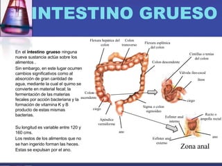 INTESTINO GRUESO
En el intestino grueso ninguna
nueva sustancia actúa sobre los
alimentos .
Sin embargo, en este lugar ocurren
cambios significativos como al
absorción de gran cantidad de
agua, mediante la cual el quimo se
convierte en material fecal; la
fermentación de las materias
producto de estas mismas
bacterias.
Su longitud es variable entre 120 y
160 cms.
Los restos de los alimentos que no
se han ingerido forman las heces.
Estas se expulsan por el ano.
ano
Apéndice
vermiforme
ciego
Colon
fecales por acción bacteriana y la ascendente
formación de vitamina K y B
Flexura hepática del
colon
Colon
transverso
Flexura esplénica
del colon
Colon descendente
Sigma o colon
sigmoideo
Zona anal
Cintillas o tenias
del colon
ciego
Válvula íleo-cecal
íleon
Recto o
ampolla rectal
ano
Esfínter anal
externo
Esfínter anal
interno
 