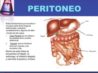 PERITONEO
Bolsa membranosa que envuelve a
una gran parte de los órganos
abdominales, rodeando
completamente a algunos de ellos.
Consta de dos capas:
1. Capa Parietal que se adosa a
las paredes de la cavidad
abdominal,
2. Visceral, que se introduce
entre las vísceras y las
envuelve y fija.
Dentro de esta bolsa se
encuentran el hígado, el
estómago, el intestino delgado
y casi todo el grueso y el bazo
Mesenterio
Estómago
bazo
Hígado
 