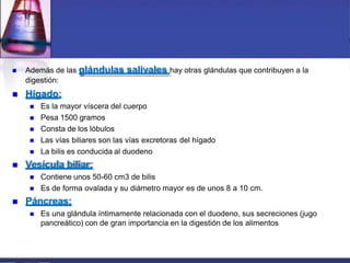 Además de las glándulas salivales hay otras glándulas que contribuyen a la
digestión:
 Hígado:
 Es la mayor víscera del cuerpo
 Pesa 1500 gramos
 Consta de los lóbulos
 Las vías biliares son las vías excretoras del hígado
 La bilis es conducida al duodeno
 Vesícula biliar:
 Contiene unos 50-60 cm3 de bilis
 Es de forma ovalada y su diámetro mayor es de unos 8 a 10 cm.
 Páncreas:
 Es una glándula íntimamente relacionada con el duodeno, sus secreciones (jugo
pancreático) con de gran importancia en la digestión de los alimentos
 