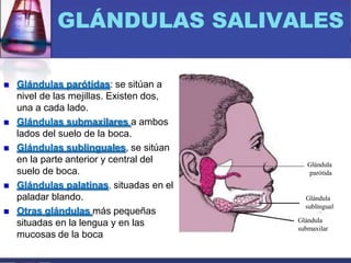  Glándulas parótidas: se sitúan a
nivel de las mejillas. Existen dos,
una a cada lado.
 Glándulas submaxilares a ambos
lados del suelo de la boca.
 Glándulas sublinguales, se sitúan
en la parte anterior y central del
suelo de boca.
 Glándulas palatinas, situadas en el
paladar blando.
 Otras glándulas más pequeñas
situadas en la lengua y en las
mucosas de la boca
GLÁNDULAS SALIVALES
Glándula
submandibular
Glándula
submaxilar
Glándula
sublingual
Glándula
parótida
 