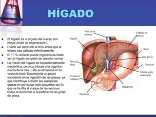 HÍGADO
 El hígado es el órgano del cuerpo con
mayor poder de regeneración.
 Puede ser destruido el 80% antes que el
mismo sea dañado definitivamente.
 El 10 % restante puede regenerarse hasta
se un hígado completo de tamaño normal.
 La misión del hígado es fundamentalmente
metabólica, pero contribuye a la digestión
mediante la bilis. Esta se almacena en la
vesícula biliar. Desempeña un papel
importante en la digestión de las grasas, ya
que contribuye a dividir las sustancias
grasas en partículas más pequeñas con lo
que se facilita el ataque de las enzimas
lipasa al aumentar la superficie de las gotas
de grasa.
Hígado
V
ena cava
inferior
Cápsula de
Gibson
Bazo
Vena porta
Arteria aorta
abdominal
Páncreas
V
ena porta
Vena porta
Duodeno
Conducto
colédoco
V
esícula
biliar
 