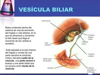 VESÍCULA BILIAR
Bolsa contenida dentro del
sistema de vías de excreción
del hígado o vías biliares, en la
que se almacena y concentra
la bilis hasta que llega el
momento de ser vertida al
duodeno.
Está adosada a la cara interior
del hígado y consta de una
parte cercana al conducto
cístico, llamada cuello de la
vesícula, una parte central o
cuerpo y una parte distal que
se conoce como fondo de la
vesícula.
Capa mucosa
Capa
muscular
Papila mayor
del duodeno
duodeno
Conducto
hepático
común
Conducto
cístico
Conducto
colédoco
Conducto
pancreático o
de Wirsung
 