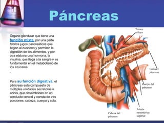 Páncreas
Órgano glandular que tiene una
función mixta, por una parte
fabrica jugos pancreáticos que
llegan al duodeno y permiten la
digestión de los alimentos, y por
otra elabora una hormona, la
insulina, que llega a la sangre y es
fundamental en el metabolismo de
los azúcares
.
Para su función digestiva, el
páncreas esta compuesto de
múltiples unidades secretoras o
acinis, que desembocan en un
conducto central y consta de tres
porciones: cabeza, cuerpo y cola.
Cola del
páncreas
Cuerpo del
páncreas
Arteria
mesentérica
superior
Cabeza del
páncreas
Tronco
celíaco
 
