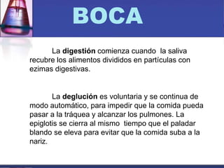 BOCA
La digestión comienza cuando la saliva
recubre los alimentos divididos en partículas con
ezimas digestivas.
La deglución es voluntaria y se continua de
modo automático, para impedir que la comida pueda
pasar a la tráquea y alcanzar los pulmones. La
epiglotis se cierra al mismo tiempo que el paladar
blando se eleva para evitar que la comida suba a la
nariz.
 