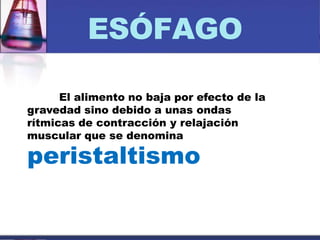 ESÓFAGO
El alimento no baja por efecto de la
gravedad sino debido a unas ondas
rítmicas de contracción y relajación
muscular que se denomina
peristaltismo
 