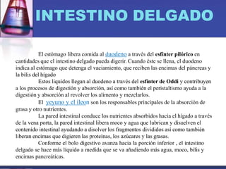 INTESTINO DELGADO
El estómago libera comida al duodeno a través del esfínter pilórico en
cantidades que el intestino delgado pueda digerir. Cuando éste se llena, el duodeno
indica al estómago que detenga el vaciamiento, que reciben las encimas del páncreas y
la bilis del hígado
Estos líquidos llegan al duodeno a través del esfínter de Oddi y contribuyen
a los procesos de digestión y absorción, así como también el peristaltismo ayuda a la
digestión y absorción al revolver los alimento y mezclarlos.
El yeyuno y el íleon son los responsables principales de la absorción de
grasa y otro nutrientes.
La pared intestinal conduce los nutrientes absorbidos hacia el hígado a través
de la vena porta, la pared intestinal libera moco y agua que lubrican y disuelven el
contenido intestinal ayudando a disolver los fragmentos divididos así como también
liberan encimas que digieren las proteínas, los azúcares y las grasas.
Conforme el bolo digestivo avanza hacia la porción inferior , el intestino
delgado se hace más líquido a medida que se va añadiendo más agua, moco, bilis y
encimas pancreáticas.
 