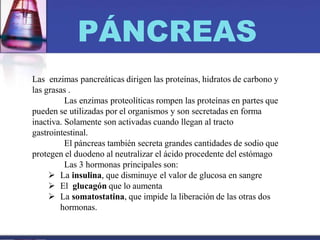 PÁNCREAS
Las enzimas pancreáticas dirigen las proteínas, hidratos de carbono y
las grasas .
Las enzimas proteolíticas rompen las proteínas en partes que
pueden se utilizadas por el organismos y son secretadas en forma
inactiva. Solamente son activadas cuando llegan al tracto
gastrointestinal.
El páncreas también secreta grandes cantidades de sodio que
protegen el duodeno al neutralizar el ácido procedente del estómago
Las 3 hormonas principales son:
 La insulina, que disminuye el valor de glucosa en sangre
 El glucagón que lo aumenta
 La somatostatina, que impide la liberación de las otras dos
hormonas.
 