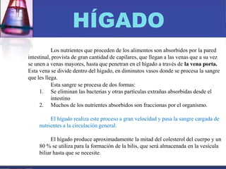 HÍGADO
Los nutrientes que proceden de los alimentos son absorbidos por la pared
intestinal, provista de gran cantidad de capilares, que llegan a las venas que a su vez
se unen a venas mayores, hasta que penetran en el hígado a través de la vena porta.
Esta vena se divide dentro del hígado, en diminutos vasos donde se procesa la sangre
que les llega.
Esta sangre se procesa de dos formas:
1. Se eliminan las bacterias y otras partículas extrañas absorbidas desde el
intestino
2. Muchos de los nutrientes absorbidos son fraccionas por el organismo.
El hígado realiza este proceso a gran velocidad y pasa la sangre cargada de
nutrientes a la circulación general.
El hígado produce aproximadamente la mitad del colesterol del cuerpo y un
80 % se utiliza para la formación de la bilis, que será almacenada en la vesícula
biliar hasta que se necesite.
 