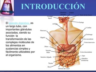 º
El aparato digestivo, es
un largo tubo, con
importantes glándulas
asociadas, siendo su
función la
transformación de las
complejas moléculas de
los alimentos en
sustancias simples y
fácilmente utilizables por
el organismo.
Cavidad
bucal
Glándulas Lengua
salivales Itsmo de las fauces
Faringe
Cardias
Estómago
Colon ascendente
Colon transverso
Colon descendente
ciego
Apéndice
vermiforme
esófago
Páncreas
Hígado
Píloro
Vesícula
biliar
Intestino delgado
Yeyuno
Íleon
Válvula ileo cecal
INTRODUCCIÓN
 