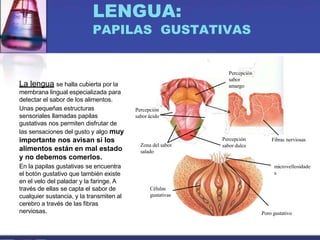 LENGUA:
PAPILAS GUSTATIVAS
La lengua se halla cubierta por la
membrana lingual especializada para
detectar el sabor de los alimentos.
Unas pequeñas estructuras
sensoriales llamadas papilas
gustativas nos permiten disfrutar de
las sensaciones del gusto y algo muy
importante nos avisan si los
alimentos están en mal estado
y no debemos comerlos.
En la papilas gustativas se encuentra
el botón gustativo que también existe
en el velo del paladar y la faringe. A
través de ellas se capta el sabor de
cualquier sustancia, y la transmiten al
cerebro a través de las fibras
nerviosas.
Percepción
sabor
amargo
Percepción
sabor ácido
Zona del sabor
salado
Percepción
sabor dulce
Fibras nerviosas
microvellosidade
s
Poro gustativo
Células
gustativas
 