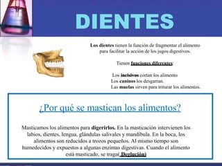 DIENTES
Los dientes tienen la función de fragmentar el alimento
para facilitar la acción de los jugos digestivos.
Tienen funciones diferentes:
Los incisivos cortan los alimento
Los caninos los desgarran.
Las muelas sirven para triturar los alimentos.
¿Por qué se mastican los alimentos?
Masticamos los alimentos para digerirlos. En la masticación intervienen los
labios, dientes, lengua, glándulas salivales y mandíbula. En la boca, los
alimentos son reducidos a trozos pequeños. Al mismo tiempo son
humedecidos y expuestos a algunas enzimas digestivas. Cuando el alimento
está masticado, se traga( Deglución)
 