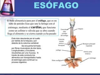 ESÓFAGO
Este tubo desciende por el cuello
por detrás de la tráquea y por
delante de la columna vertebral.
Se encuentra formado
por fibras musculares de dos tipos,
Longitudinales y Circulares,
recubiertas por una mucosa. ´A
través de este conducto los
alimentos son transportados hasta
el estómago para continuar su
proceso digestivo.
El bolo alimenticio para por el esófago, que es un
tubo de paredes lisas que une la faringe con el
estómago, mediante el cardias, que funciona
como un esfínter o válvula que se abre cuando
llega el alimento y se cierra cuando ya ha pasado
Estrechami
ento
crioideo
del esófago
tráquea
Bronquio principal
izquierdo
estómago
cardias
Hiato esofágico
esófago
Arteria aorta
torácica
Estrecha
miento
aórtico-
bronquial
 