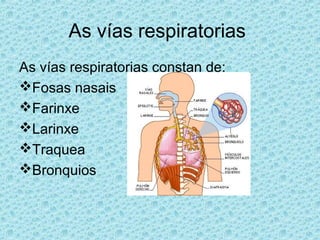As vías respiratorias
As vías respiratorias constan de:
Fosas nasais
Farinxe
Larinxe
Traquea
Bronquios
 