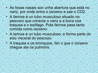 • As fosas nasais son unha abertura que está no
nariz, por onde entra o osíxeno e sae o CO2.
• A farinxe é un tubo musculoso situado no
pescozo que conecta o nariz e a boca coa
traquea e o esófago. Pola farinxe pasa tanto
comida como osíxeno.
• A larinxe é un tubo musculoso, e forma parte do
eixo visceral do pescozo.
• A traquea e os bronquios, fan o que o osíxeno
chegue ata os pulmóns.
 