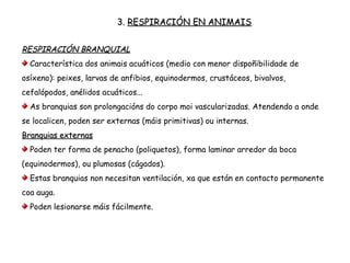 3. RESPIRACIÓN EN ANIMAIS
RESPIRACIÓN BRANQUIAL
Característica dos animais acuáticos (medio con menor dispoñibilidade de
osíxeno): peixes, larvas de anfibios, equinodermos, crustáceos, bivalvos,
cefalópodos, anélidos acuáticos...
As branquias son prolongacións do corpo moi vascularizadas. Atendendo a onde
se localicen, poden ser externas (máis primitivas) ou internas.
Branquias externas
Poden ter forma de penacho (poliquetos), forma laminar arredor da boca
(equinodermos), ou plumosas (cágados).
Estas branquias non necesitan ventilación, xa que están en contacto permanente
coa auga.
Poden lesionarse máis fácilmente.
 
