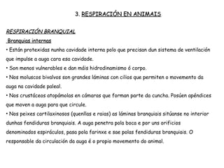 RESPIRACIÓN BRANQUIAL
Branquias internas
• Están protexidas nunha cavidade interna polo que precisan dun sistema de ventilación
que impulse a auga cara esa cavidade.
• Son menos vulnerables e dan máis hidrodinamismo ó corpo.
• Nos moluscos bivalvos son grandes láminas con cilios que permiten o movemento da
auga na cavidade paleal.
• Nos crustáceos atopámolas en cámaras que forman parte da cuncha. Posúen apéndices
que moven a auga para que circule.
• Nos peixes cartilaxinosos (quenllas e raias) as láminas branquiais sitúanse no interior
dunhas fendiduras branquiais. A auga penetra pola boca e por uns orificios denominados
espiráculos, pasa pola farinxe e sae polas fendiduras branquiais. O responsable da
circulación da auga é o propio movemento do animal.
3. RESPIRACIÓN EN ANIMAIS
 