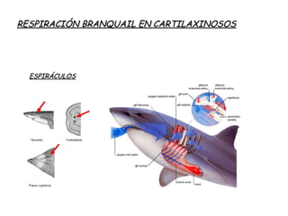 RESPIRACIÓN BRANQUAIL EN CARTILAXINOSOS
ESPIRÁCULOS
 