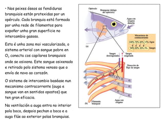• Nos peixes óseos as fendiduras
branquiais están protexidas por un
opérculo. Cada branquia está formada
por unha rede de filamentos para
expoñer unha gran superficie no
intercambio gasoso.
Esta é unha zona moi vascularizada, o
sistema arterial con sangue pobre en
O2 conecta cos capilares branquiais
onde se osixena. Este sangue osixenado
e retirado polo sistema venoso que o
envía de novo ao corazón.
O sistema de intercambio baséase nun
mecanismo contracorrente (auga e
sangue van en sentidos opostos) que
ten gran eficacia.
Na ventilación a auga entra no interior
pola boca, despois pechan a boca e a
auga flúe ao exterior polas branquias.
 
