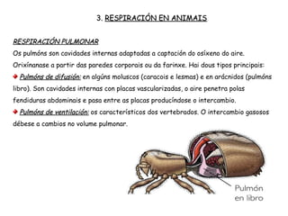 3. RESPIRACIÓN EN ANIMAIS
RESPIRACIÓN PULMONAR
Os pulmóns son cavidades internas adaptadas a captación do osíxeno do aire.
Orixínanase a partir das paredes corporais ou da farinxe. Hai dous tipos principais:
Pulmóns de difusión: en algúns moluscos (caracois e lesmas) e en arácnidos (pulmóns
libro). Son cavidades internas con placas vascularizadas, o aire penetra polas
fendiduras abdominais e pasa entre as placas producíndose o intercambio.
Pulmóns de ventilación: os característicos dos vertebrados. O intercambio gasosos
débese a cambios no volume pulmonar.
 