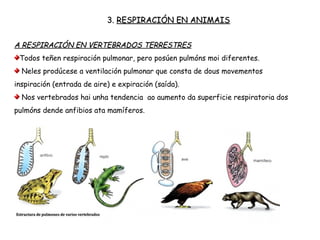 3. RESPIRACIÓN EN ANIMAIS
A RESPIRACIÓN EN VERTEBRADOS TERRESTRES
Todos teñen respiración pulmonar, pero posúen pulmóns moi diferentes.
Neles prodúcese a ventilación pulmonar que consta de dous movementos
inspiración (entrada de aire) e expiración (saída).
Nos vertebrados hai unha tendencia ao aumento da superficie respiratoria dos
pulmóns dende anfibios ata mamíferos.
 