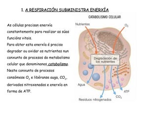 1. A RESPIRACIÓN SUBMINISTRA ENERXÍA
As células precisan enerxía
constantemente para realizar as súas
funcións vitais.
Para obter esta enerxía é preciso
degradar ou oxidar os nutrientes nun
conxunto de procesos do metabolismo
celular que denominanos catabolismo.
Neste conxunto de procesos
consómese O2 e libéranse auga, CO2,
derivados nitroxenados e enerxía en
forma de ATP.
 