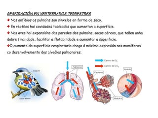 RESPIRACIÓN EN VERTEBRADOS TERRESTRES
Nos anfibios os pulmóns son sinxelos en forma de saco.
En réptiles hai cavidades tabicadas que aumentan a superficie.
Nas aves hai expansións das paredes dos pulmóns, sacos aéreos, que teñen unha
dobre finalidade, facilitar a flotabilidade e aumentar a superficie.
O aumento da superficie respiratoria chega á máxima expresión nos mamíferos co
desenvolvemento dos alveólos pulmonares.
 