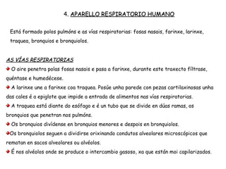 4. APARELLO RESPIRATORIO HUMANO
Está formado polos pulmóns e as vías respiratorias: fosas nasais, farinxe, larinxe,
traquea, bronquios e bronquiolos.
AS VÍAS RESPIRATORIAS
O aire penetra polas fosas nasais e pasa a farinxe, durante este traxecto fíltrase,
quéntase e humedécese.
A larinxe une a farinxe coa traquea. Posúe unha parede con pezas cartilaxinosas unha
das cales é a epiglote que impide a entrada de alimentos nas vías respiratorias.
A traquea está diante do esófago e é un tubo que se divide en dúas ramas, os
bronquios que penetran nos pulmóns.
Os bronquios divídense en bronquios menores e despois en bronquiolos.
Os bronquiolos seguen a dividirse orixinando condutos alveolares microscópicos que
rematan en sacos alveolares ou alvéolos.
É nos alvéolos onde se produce o intercambio gasoso, xa que están moi capilarizados.
 