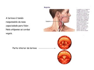 A larinxe é tamén
responsable da nosa
capaciadade para falar.
Nela atópanse as cordas
vogais.
Parte interior da larinxe
 