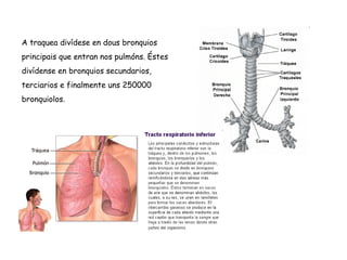 A traquea divídese en dous bronquios
principais que entran nos pulmóns. Éstes
divídense en bronquios secundarios,
terciarios e finalmente uns 250000
bronquiolos.
 