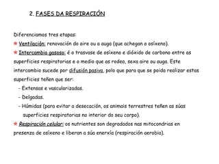2. FASES DA RESPIRACIÓN
Diferenciamos tres etapas:
Ventilación: renovación do aire ou a auga (que achegan o osíxeno).
Intercambio gasoso: é o trasvase de osíxeno e dióxido de carbono entre as
superficies respiratorias e o medio que as rodea, sexa aire ou auga. Este
intercambio sucede por difusión pasiva, polo que para que se poida realizar estas
superficies teñen que ser:
- Extensas e vascularizadas.
- Delgadas.
- Húmidas (para evitar a desecación, os animais terrestres teñen as súas
superficies respiratorias no interior do seu corpo).
Respiración celular: os nutrientes son degradados nas mitocondrias en
presenza de osíxeno e liberan a súa enerxía (respiración aerobia).
 