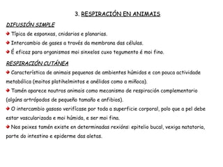 3. RESPIRACIÓN EN ANIMAIS
DIFUSIÓN SIMPLE
Típica de esponxas, cnidarios e planarias.
Intercambio de gases a través da membrana das células.
É eficaz para organismos moi sinxelos cuxo tegumento é moi fino.
RESPIRACIÓN CUTÁNEA
Característica de animais pequenos de ambientes húmidos e con pouca actividade
metabólica (moitos platihelmintos e anélidos como a miñoca).
Tamén aparece noutros animais como mecanismo de respiración complementario
(algúns artrópodos de pequeño tamaño e anfibios).
O intercambio gasoso verifícase por toda a superficie corporal, polo que a pel debe
estar vascularizada e moi húmida, e ser moi fina.
Nos peixes tamén existe en determinadas rexións: epitelio bucal, vexiga natatoria,
parte do intestino e epiderme das aletas.
 
