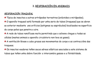 3. RESPIRACIÓN EN ANIMAIS
RESPIRACIÓN TRAQUEAL
Típica de insectos e outros artrópodos terrestres (arácnidos e miriápodos).
O aparello traqueal está formado por unha serie de tubos (traqueas) que se abren
ao exterior mediante uns orificios (estigmas ou espiráculos) localizados na superficie
do corpo polos que penetra o aire.
A rede de tubos ramifícase moito permitindo que o osíxeno chegue a todas as
células (nestes animais o aparello circulatorio non leva os gases).
A ventilación lévase a cabo grazas aos movementos do corpo e as contraccións das
traqueas.
Os insectos voadores teñen sacos aéreos elásticos asociados a este sistema de
tubos que teñen unha dobre función: o intercambio gasoso e a flotabilidade.
 