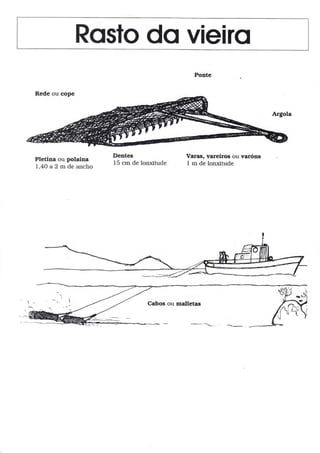 Rosto do vieiro
Ponte
Pletina ou polaina
l,4Oa2mdeancho
Dentes
15 cm de lonxitude
Varas, vareiros ou varóns
1 m de lonxitude
Cabos ou malletas
 
