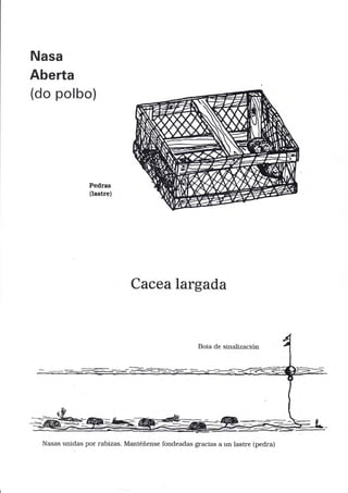 Nasa
Aberta
(do polbo)
Pedras
(lastre)
Cacealargada
Boia de sinalización
-_r-::-_---_-=--=
Nasas unidas por rabizas. Mantéñense fondeadas sracias a un lastre (pedra)
 