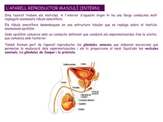 L’APARELL REPRODUCTOR MASCULÍ (INTERN) Dins l’escrot trobem els testicles. A l'interior d'aquests òrgan hi ha uns llargs conductes molt replegats anomenats túbuls seminífers.  Els túbuls seminífers desemboquen en una estructura tubular que es replega sobre el testicle anomenada epidídim. Cada epidídim comunica amb un conducte deferent que conduirà els espermatozoides fins la uretra, que comunica amb l’exterior. També formen part de l’aparell reproductor les  glàndules annexes  que elaboren secrecions que permeten la maduració dels espermatozoides i els hi proporciona el medi líquid:són les  vesícules seminals , les  glàndules de Cowper  i  la pròstata . 